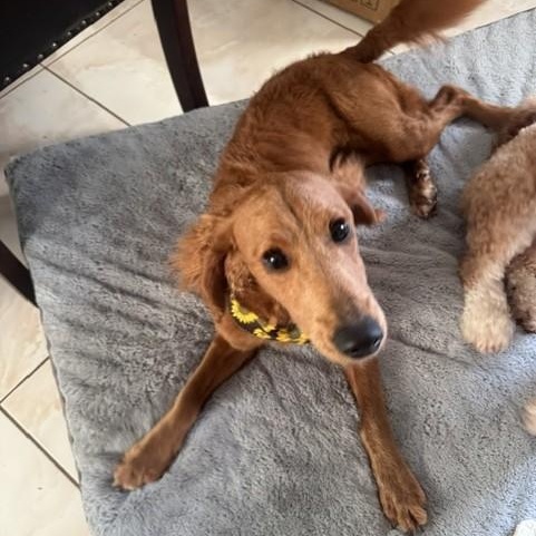 Bella boo, an adopted Goldendoodle in East Syracuse, NY image 4/6