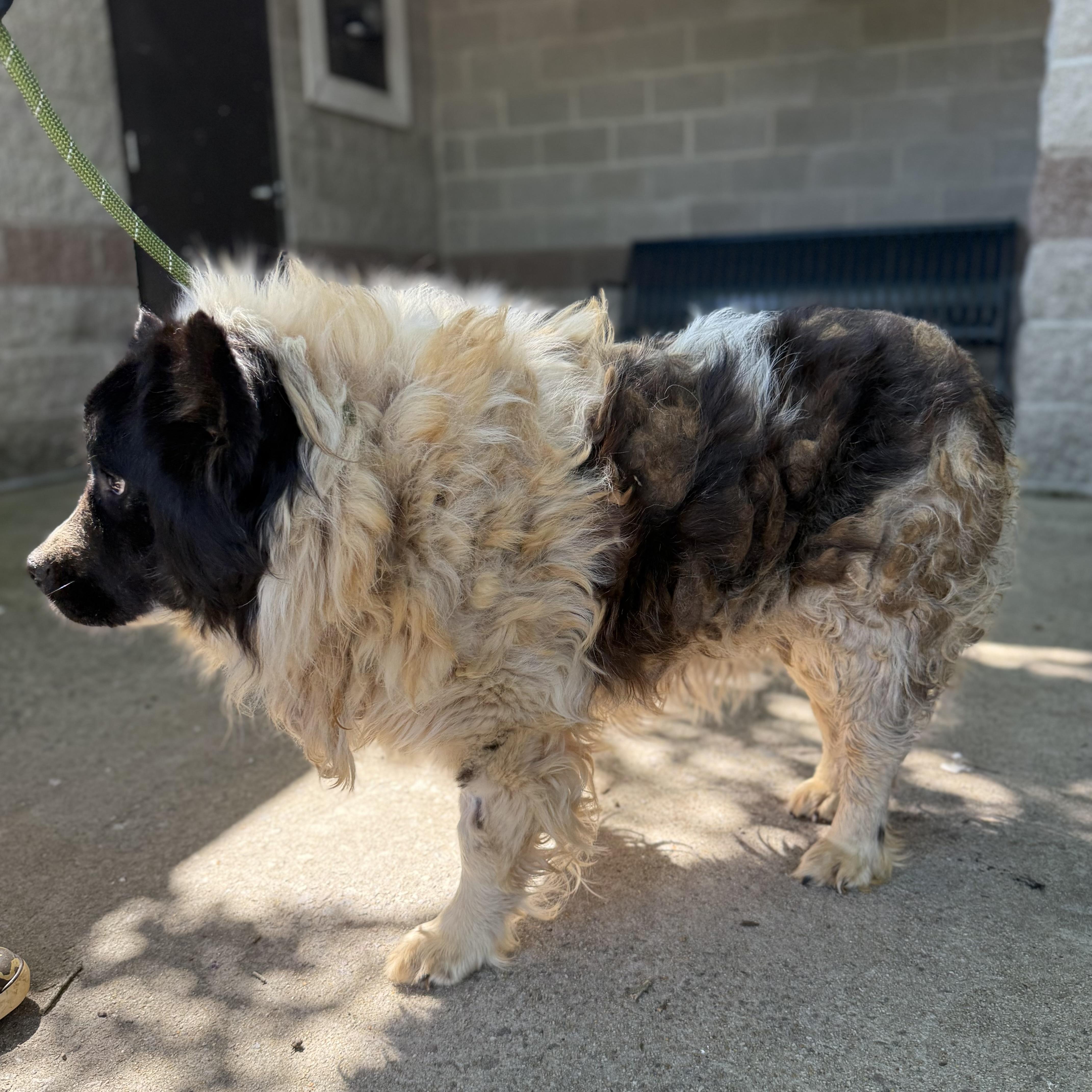 Enlarge Campfire, a Adoptable mixed breed in Jamaica Plain, MA image 5/5