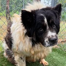 Enlarge Campfire, a Adoptable mixed breed in Jamaica Plain, MA image 3/5