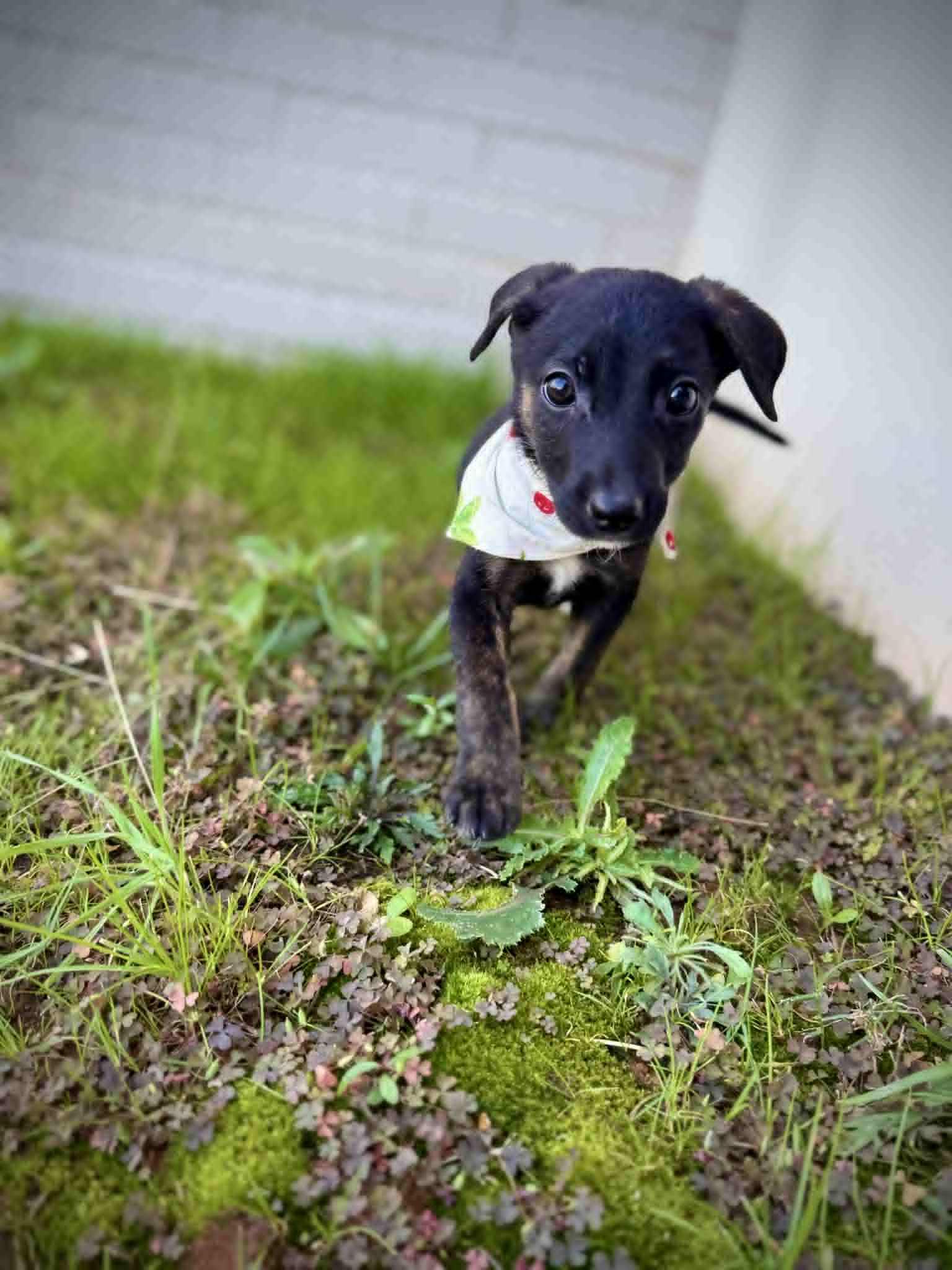 Salt, Adoptable, Young Female German Shepherd Dog.