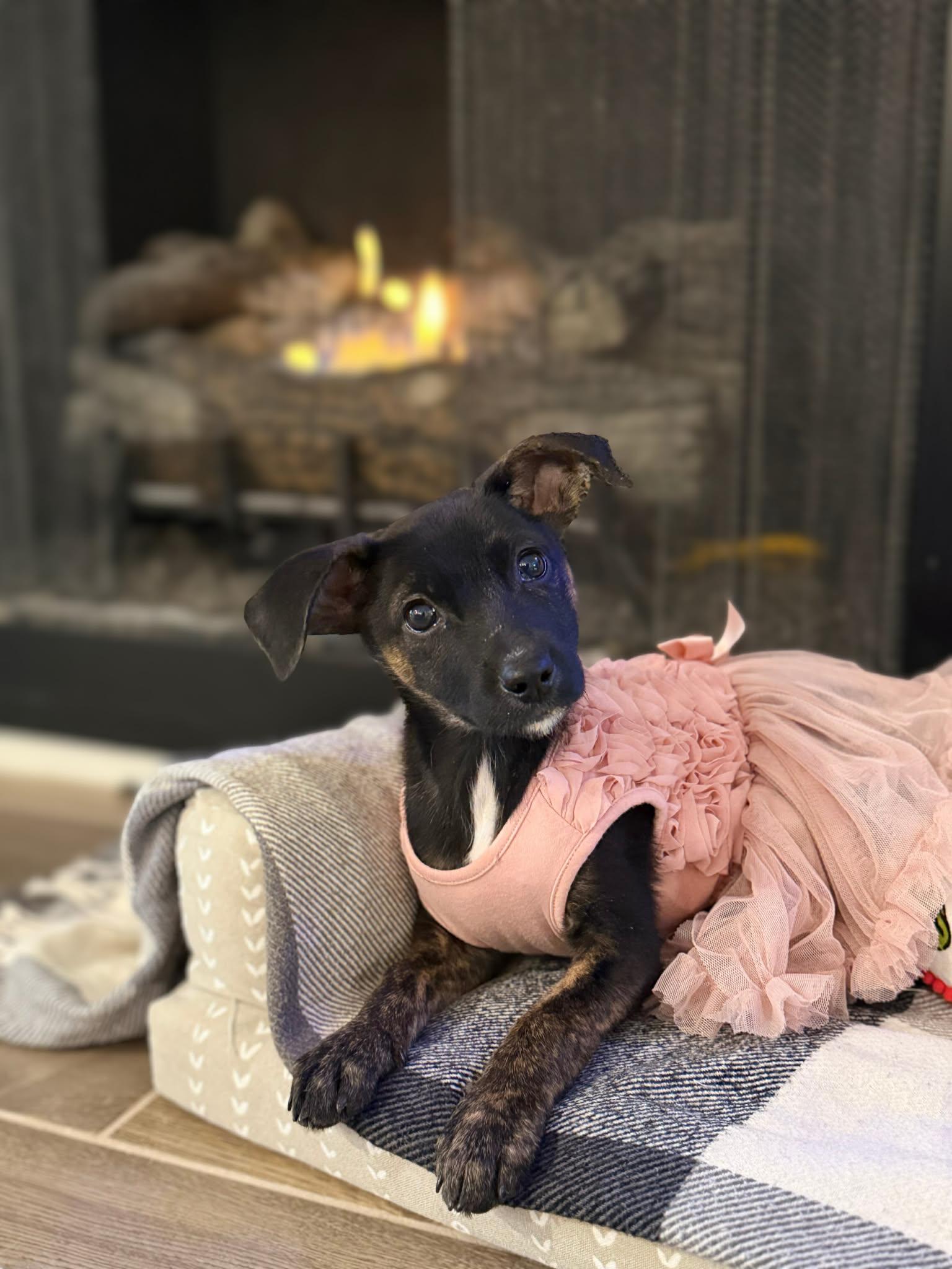 Enlarge Salt, a Adoptable mixed breed in Piedmont, OK image 3/5