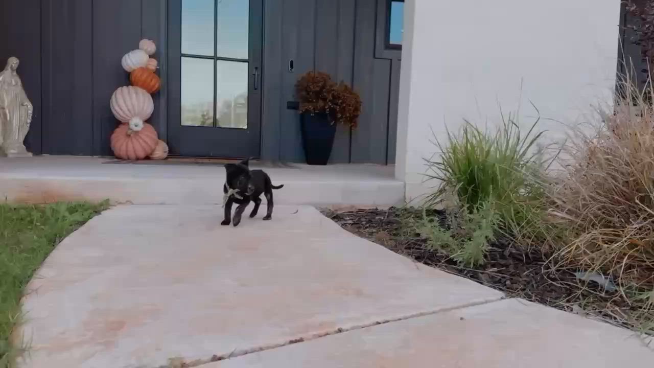 Enlarge Salt, a Adoptable mixed breed in Piedmont, OK video 4/5