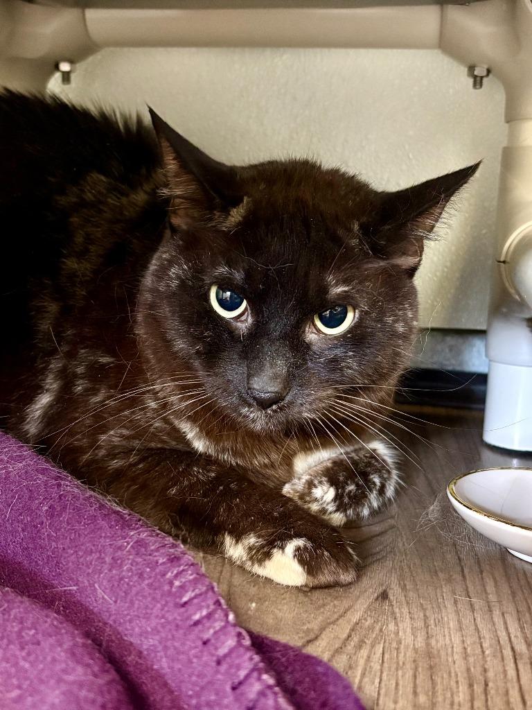 Coco, Adoptable, Adult Female Domestic Short Hair.