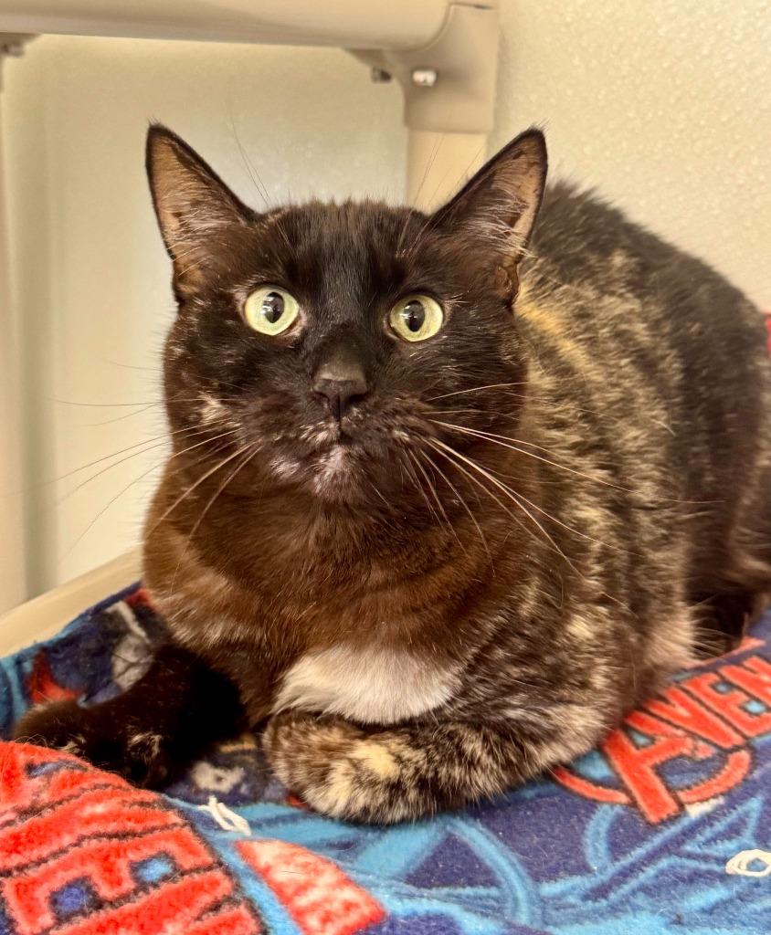 Enlarge Coco, a Adoptable mixed breed in Gillette, WY image 2/4