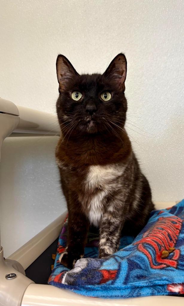 Enlarge Coco, a Adoptable mixed breed in Gillette, WY image 3/4