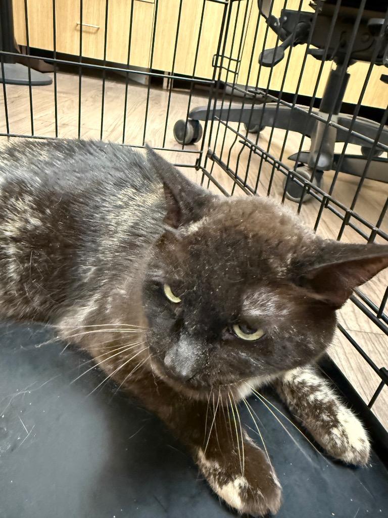 Enlarge Coco, a Adoptable mixed breed in Gillette, WY image 4/4
