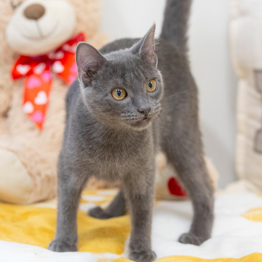 Phantom, Adoptable, Young Female Domestic Short Hair.