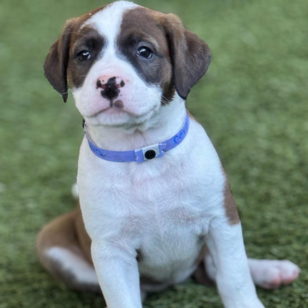 CERA, a Adoptable mixed breed in Wellington, FL image 1/2