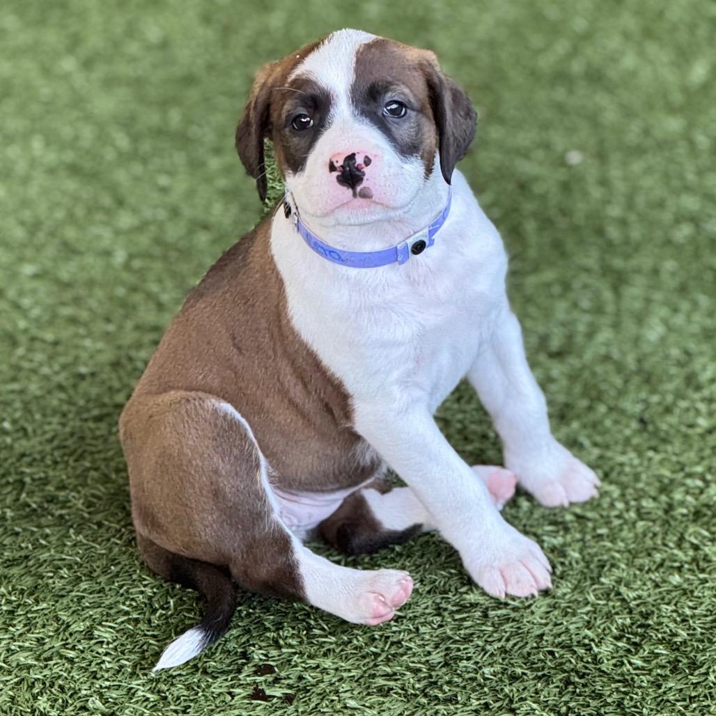 CERA, a Adoptable mixed breed in Wellington, FL image 2/2