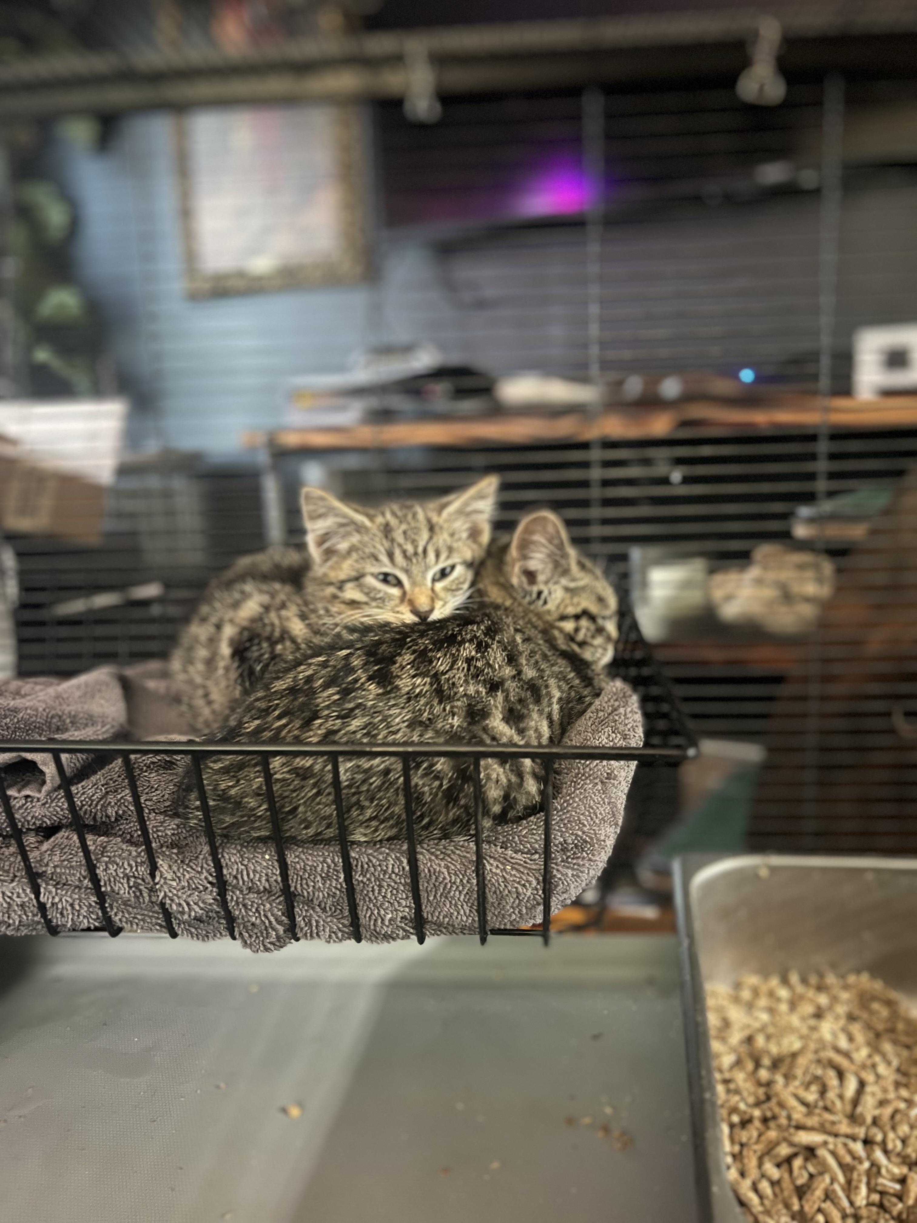 Enlarge Talisman, a Adoptable Domestic Short Hair in Milwaukee, WI image 3/5
