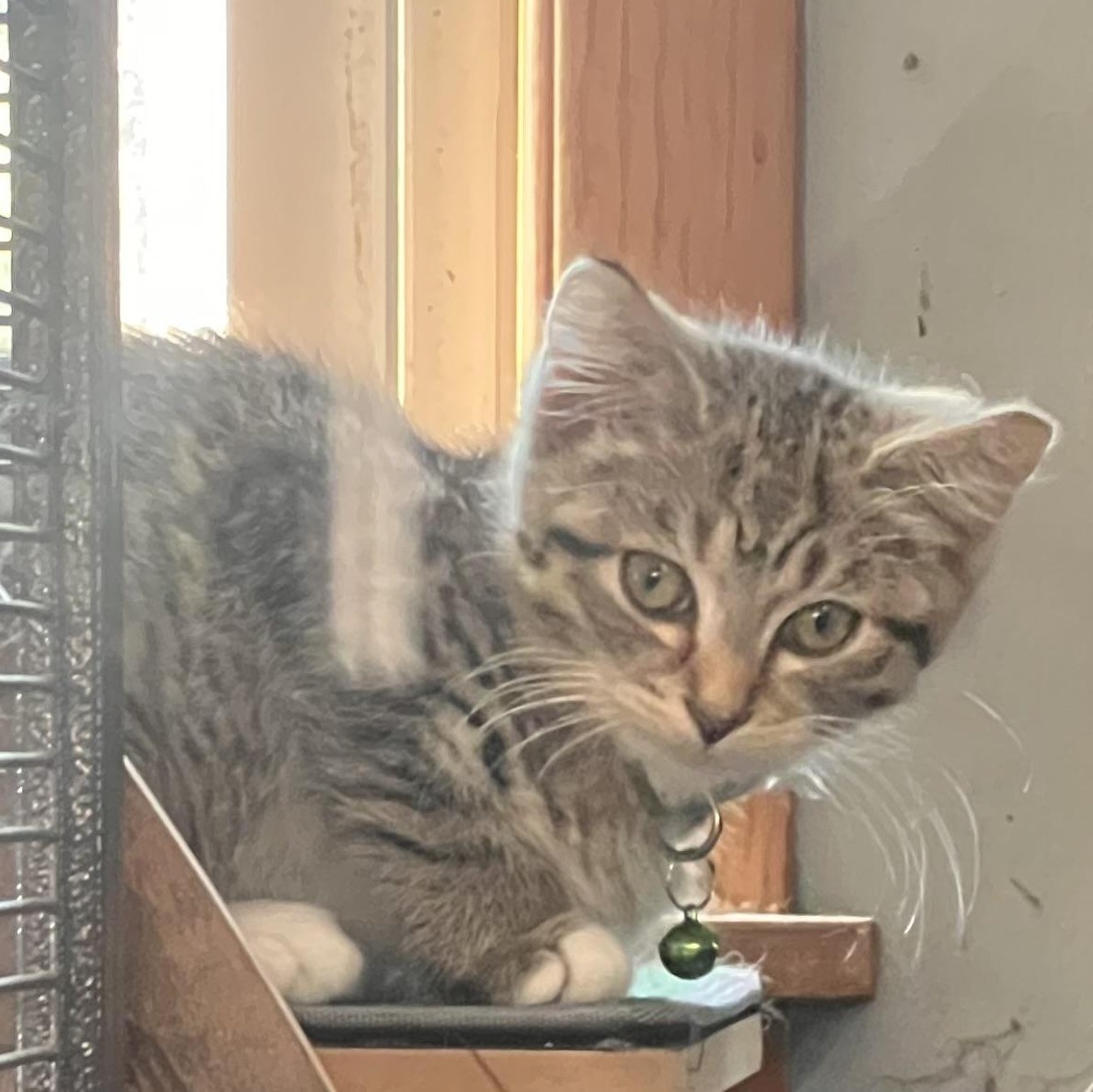 Enlarge Talisman, a Adoptable Domestic Short Hair in Milwaukee, WI image 1/5