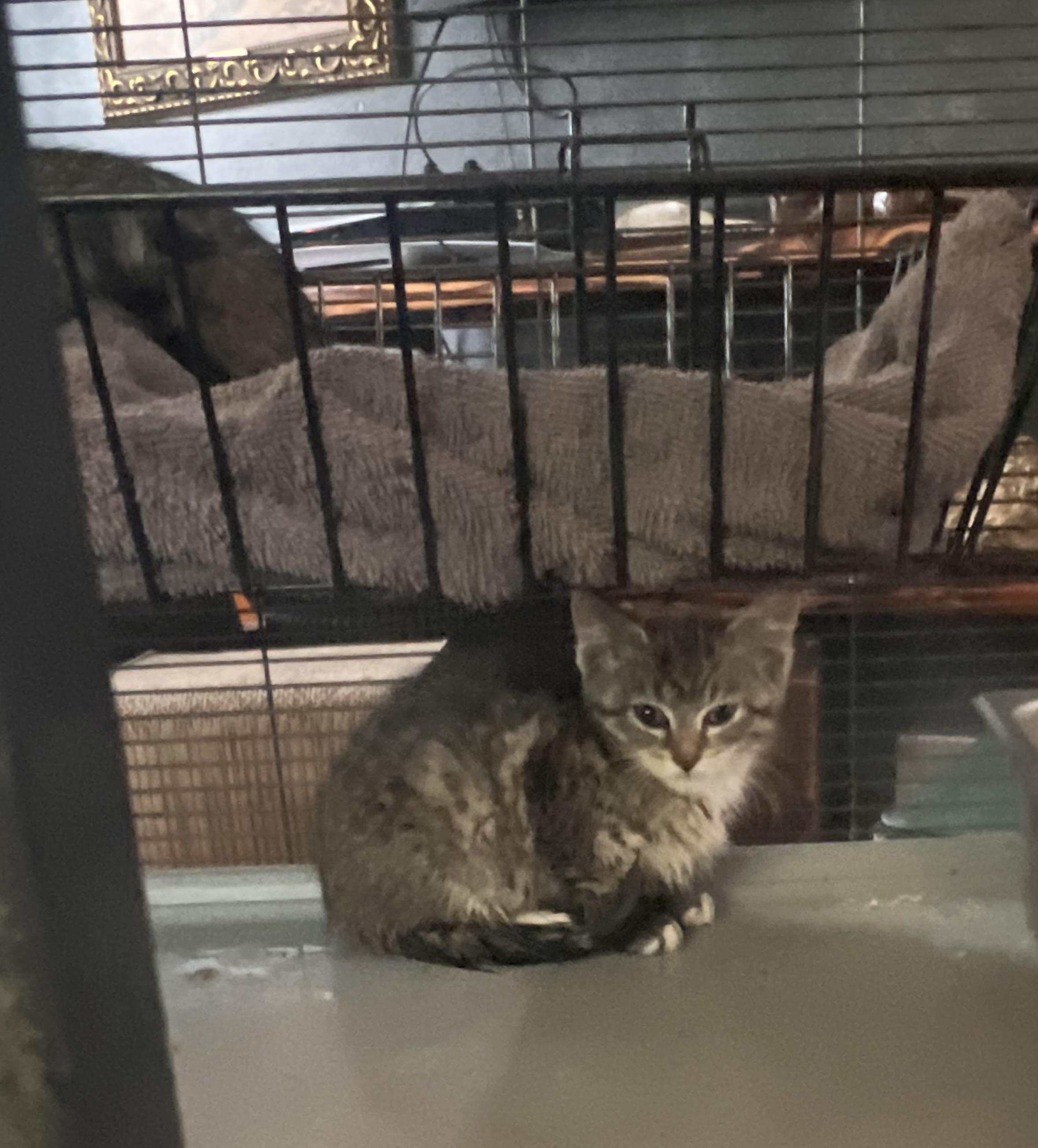 Enlarge Talisman, a Adoptable Domestic Short Hair in Milwaukee, WI image 4/5