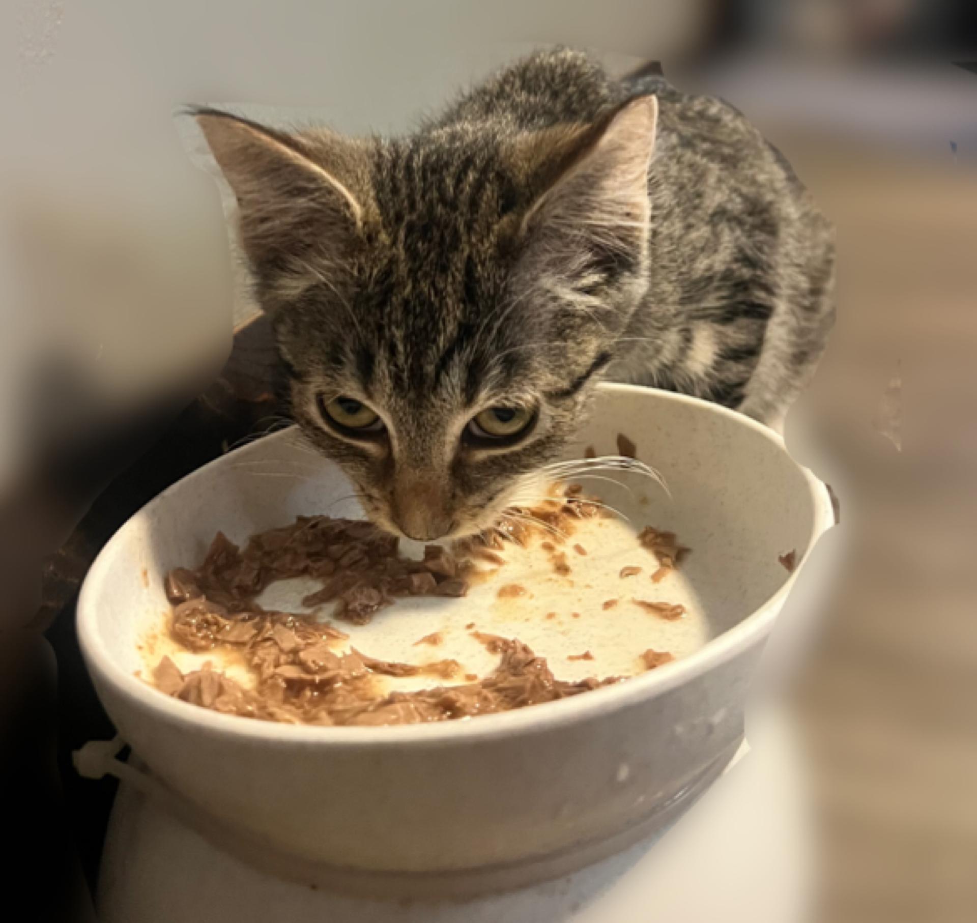 Enlarge Talisman, a Adoptable Domestic Short Hair in Milwaukee, WI image 2/5