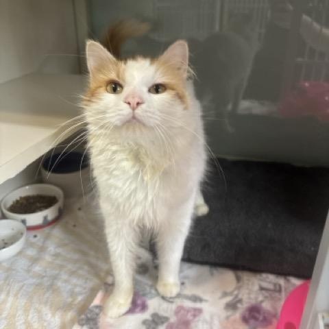 Enlarge Fozzie, a Adoptable Domestic Medium Hair in Hutchinson, MN image 6/6