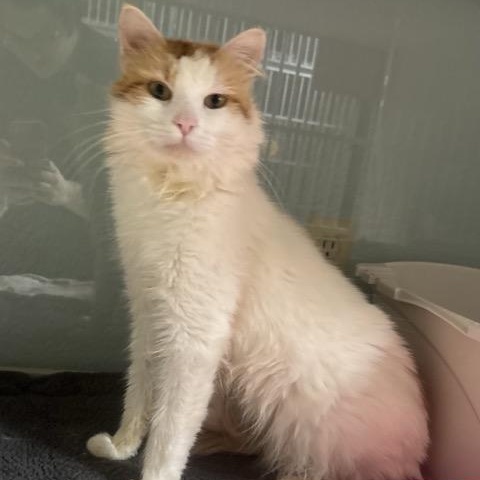 Enlarge Fozzie, a Adoptable Domestic Medium Hair in Hutchinson, MN image 2/6