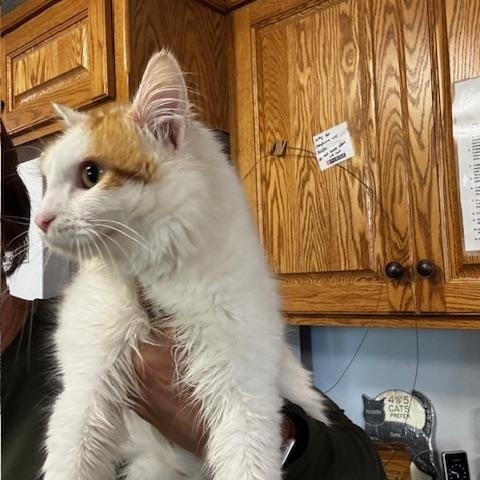 Enlarge Fozzie, a Adoptable Domestic Medium Hair in Hutchinson, MN image 4/6