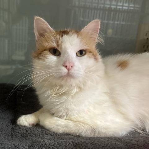 Enlarge Fozzie, a Adoptable Domestic Medium Hair in Hutchinson, MN image 1/6