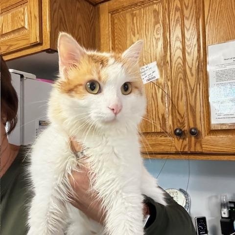 Enlarge Fozzie, a Adoptable Domestic Medium Hair in Hutchinson, MN image 3/6