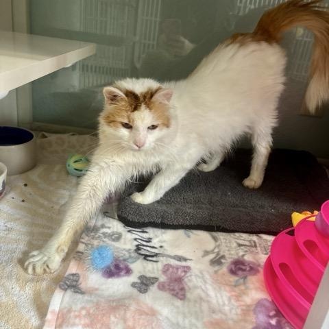Enlarge Fozzie, a Adoptable Domestic Medium Hair in Hutchinson, MN image 5/6