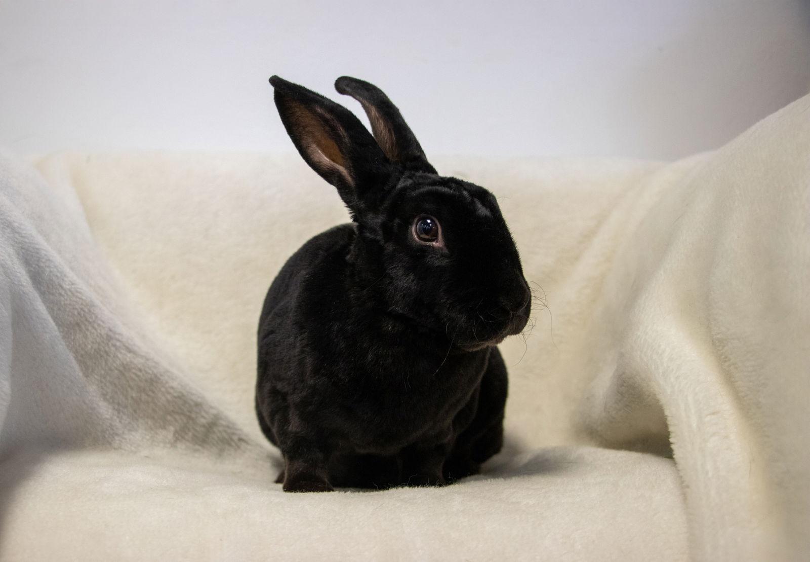 Chandler, Adoptable, Young Male Mini Rex.
