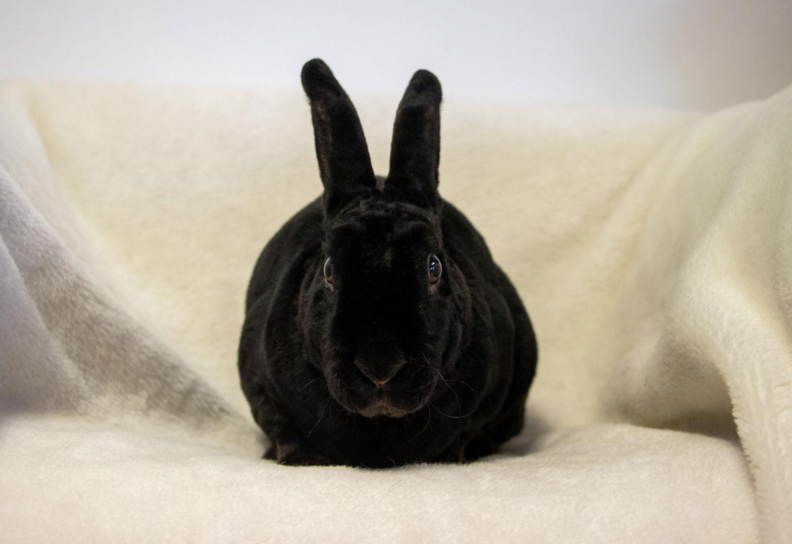 Enlarge Chandler, a Adoptable Mini Rex in Lakeville, MN image 3/3