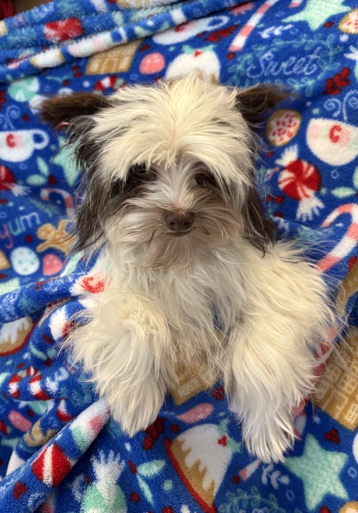 Enlarge Sparky, a Adoptable mixed breed in Milton, GA image 2/3