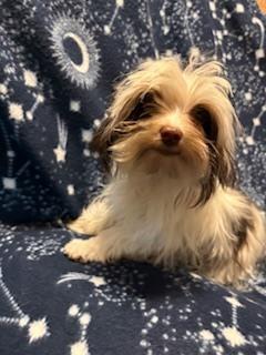 Enlarge Sparky, a Adoptable mixed breed in Milton, GA image 3/3