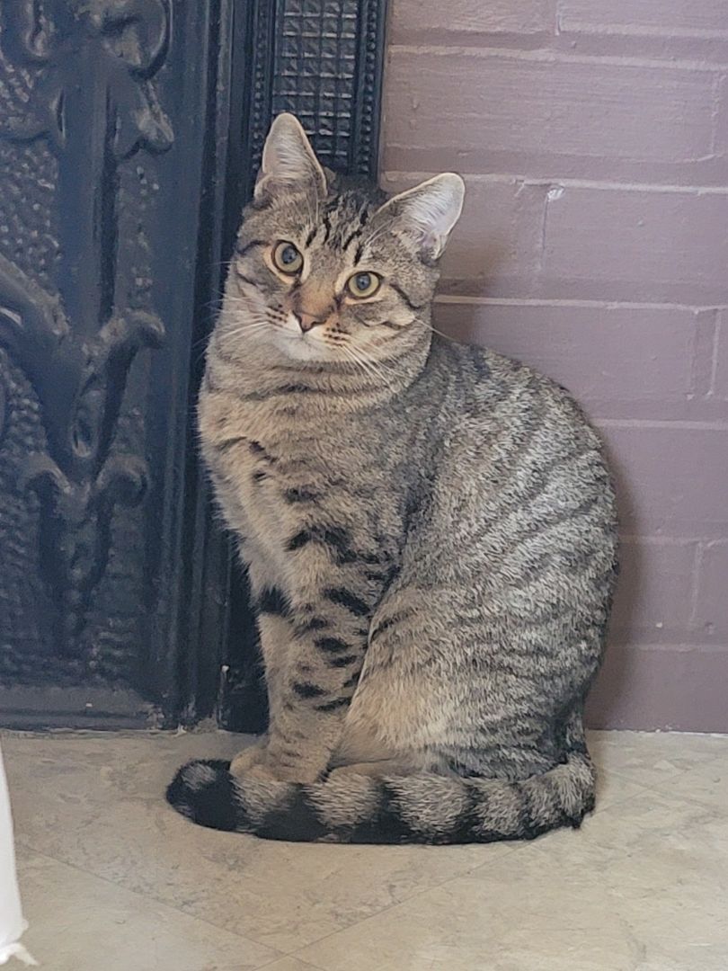 Ross, an adoptable Domestic Short Hair, Tabby in Statesboro, GA, 30459 | Photo Image 3