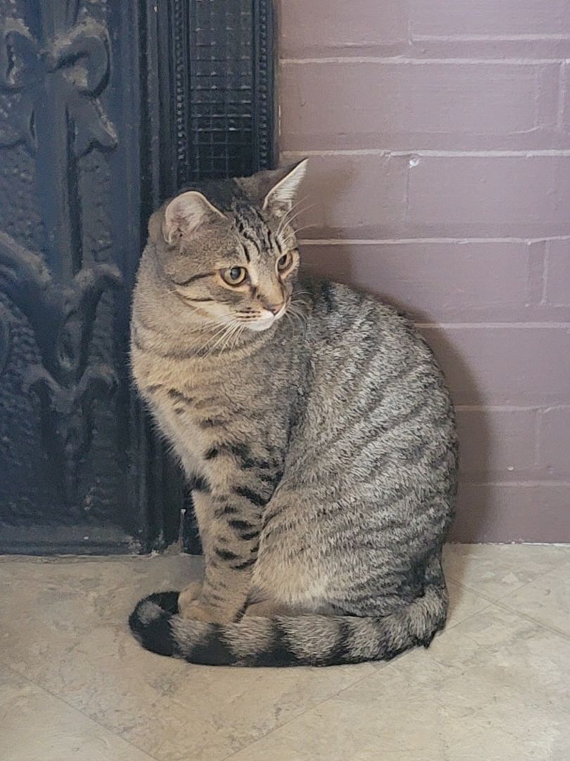 Ross, an adoptable Domestic Short Hair, Tabby in Statesboro, GA, 30459 | Photo Image 4