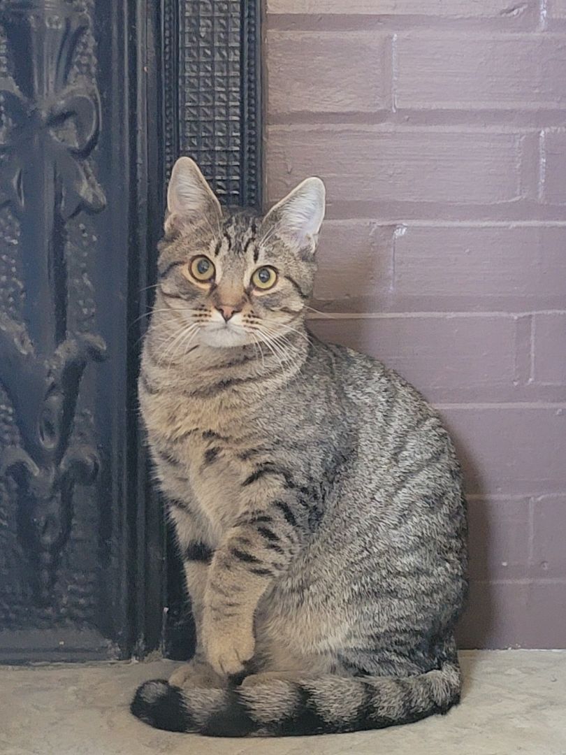 Ross, Adoptable, Adult Male Domestic Short Hair & Tabby.