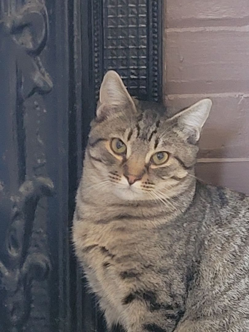 Ross, an adoptable Domestic Short Hair, Tabby in Statesboro, GA, 30459 | Photo Image 5