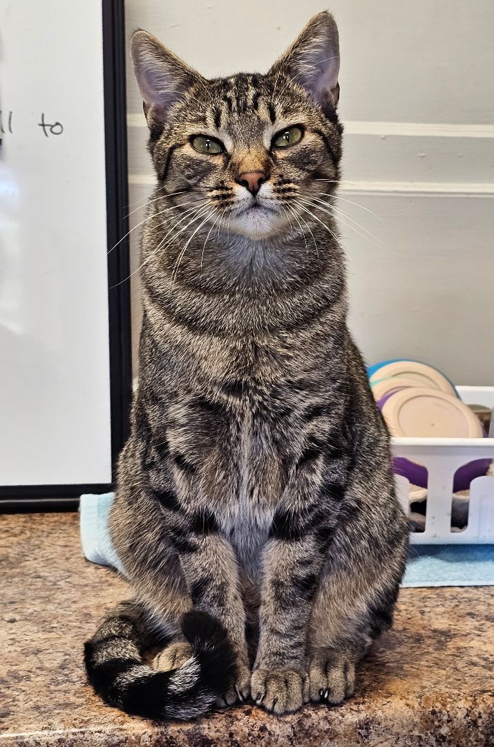 Ross, an adoptable Domestic Short Hair, Tabby in Statesboro, GA, 30459 | Photo Image 2