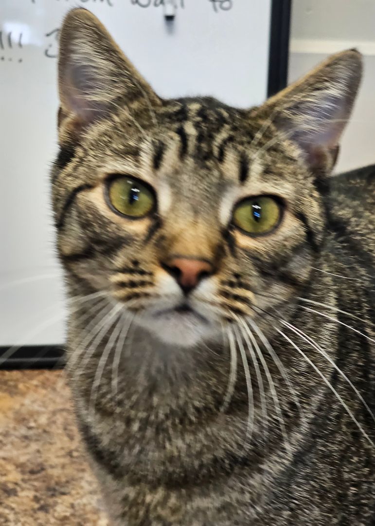 Ross, an adoptable Domestic Short Hair, Tabby in Statesboro, GA, 30459 | Photo Image 6