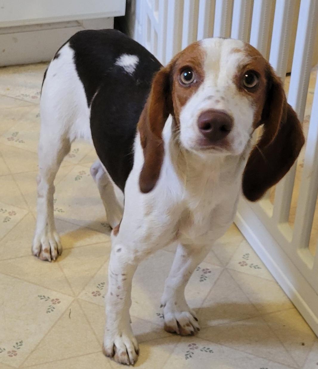 Enlarge Tessa, a Adopted Beagle in Elwood, NJ image 4/5
