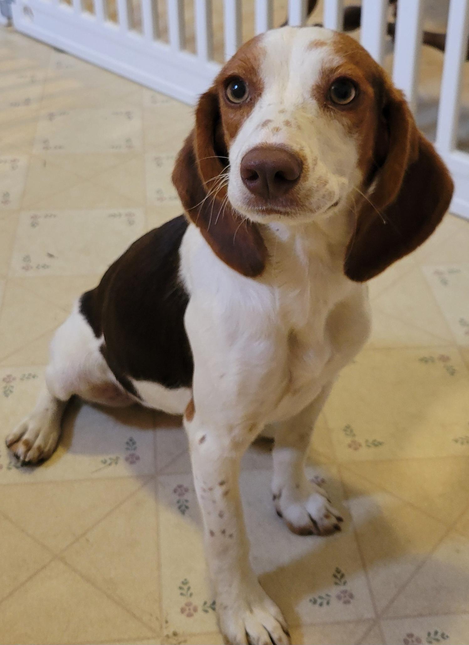 Enlarge Tessa, a Adopted Beagle in Elwood, NJ image 1/5