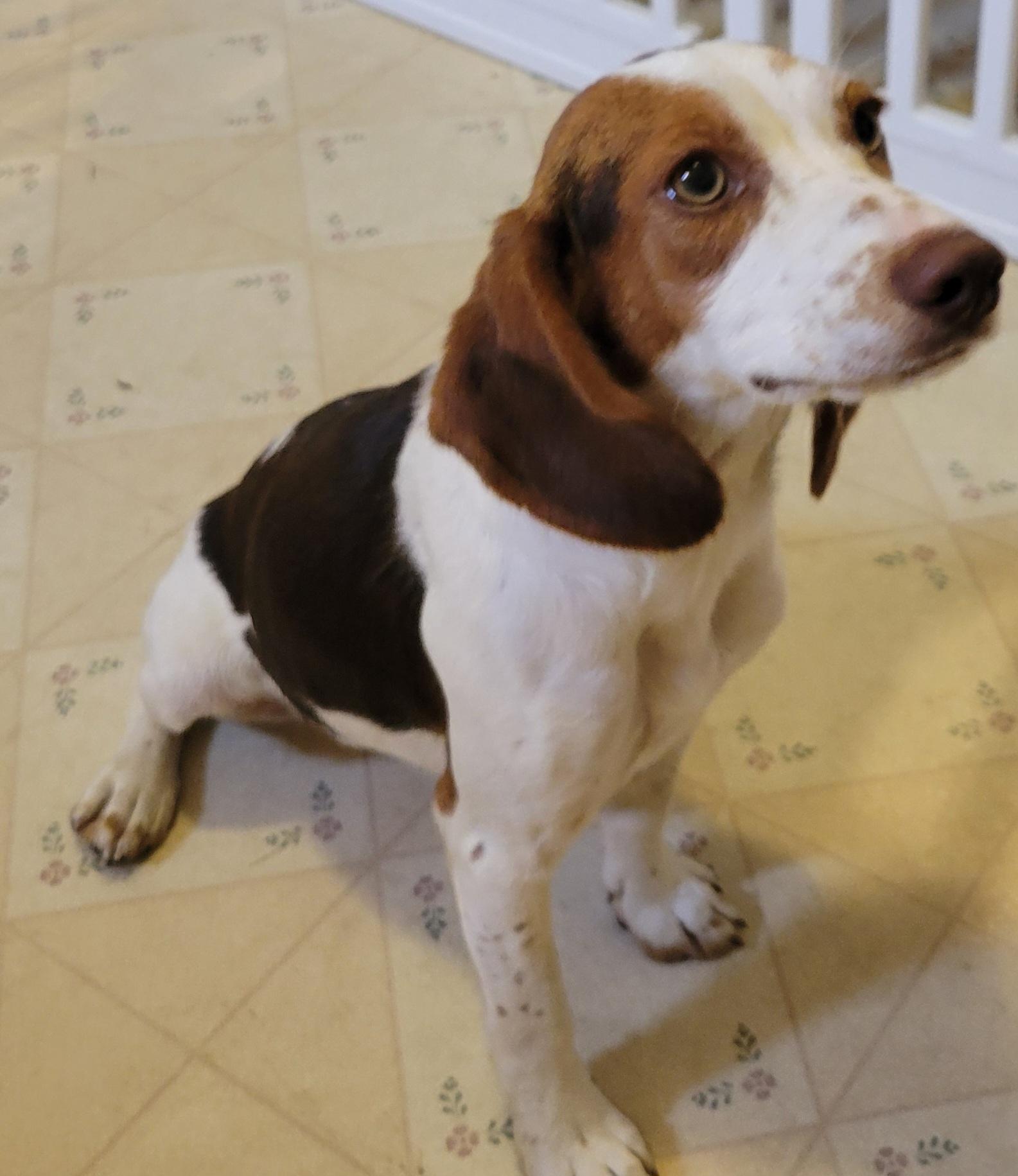 Enlarge Tessa, a Adopted Beagle in Elwood, NJ image 5/5