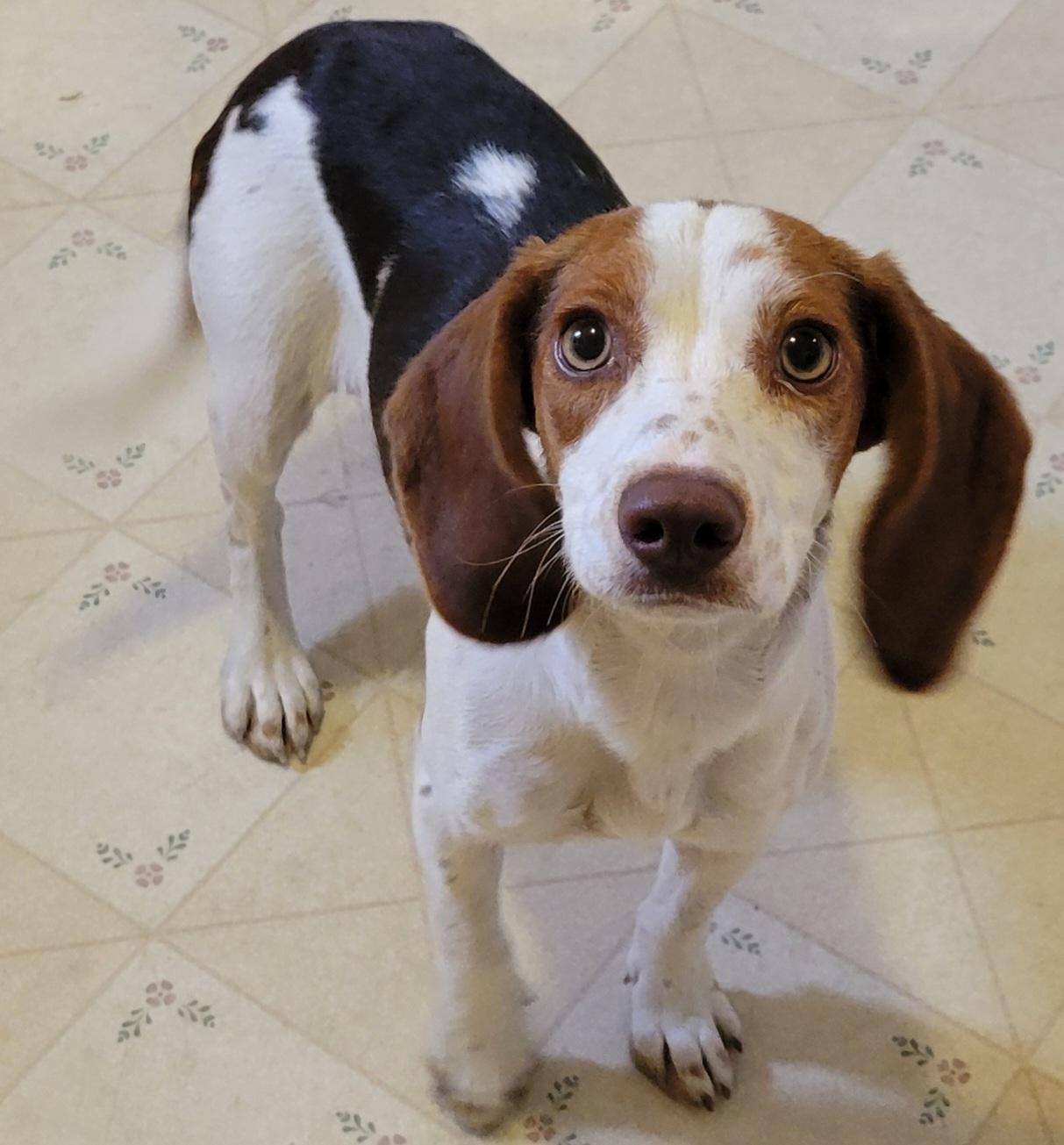 Enlarge Tessa, a Adopted Beagle in Elwood, NJ image 3/5