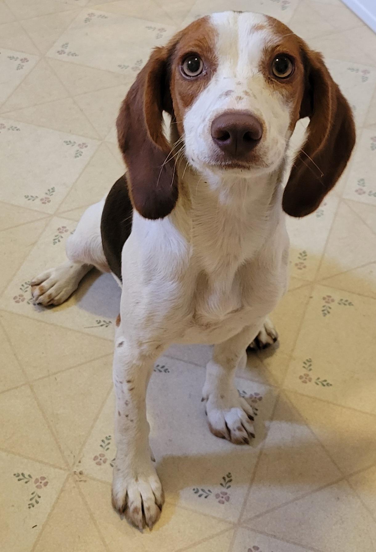 Enlarge Tessa, a Adopted Beagle in Elwood, NJ image 2/5