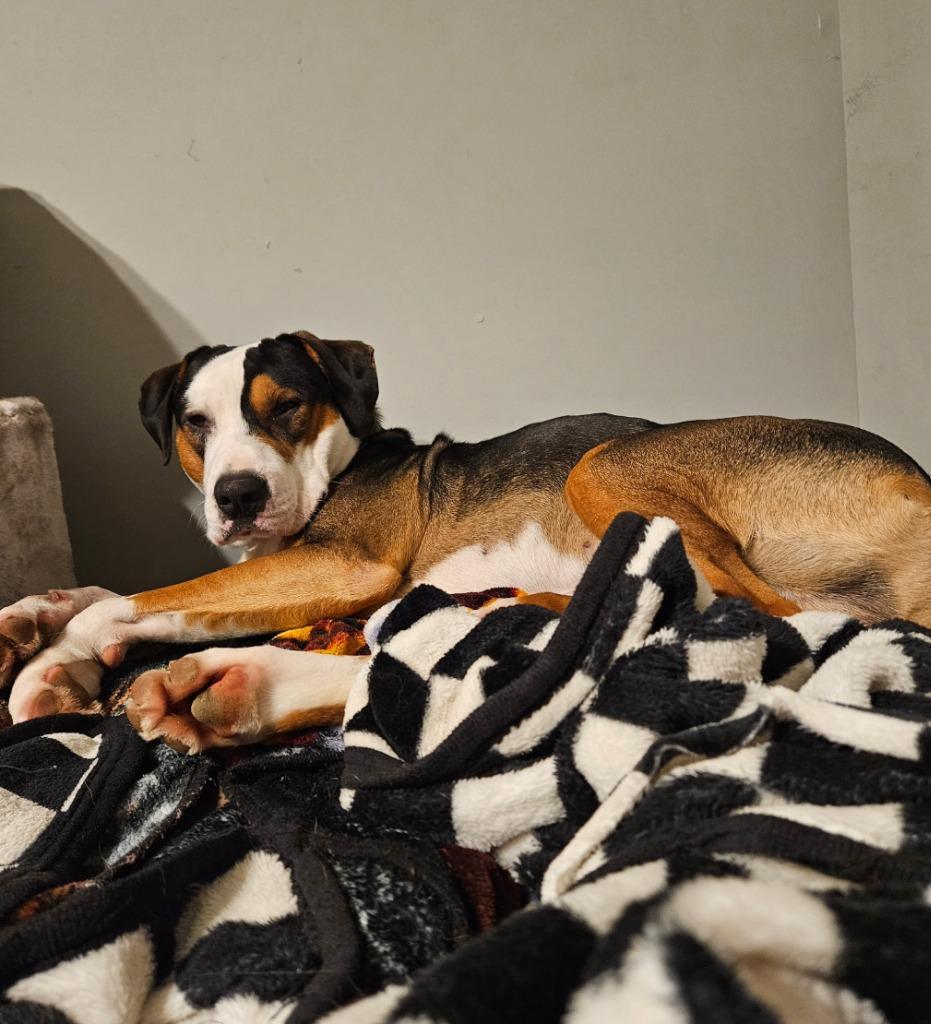Toad, Adoptable, Puppy Male Hound & Mixed Breed.