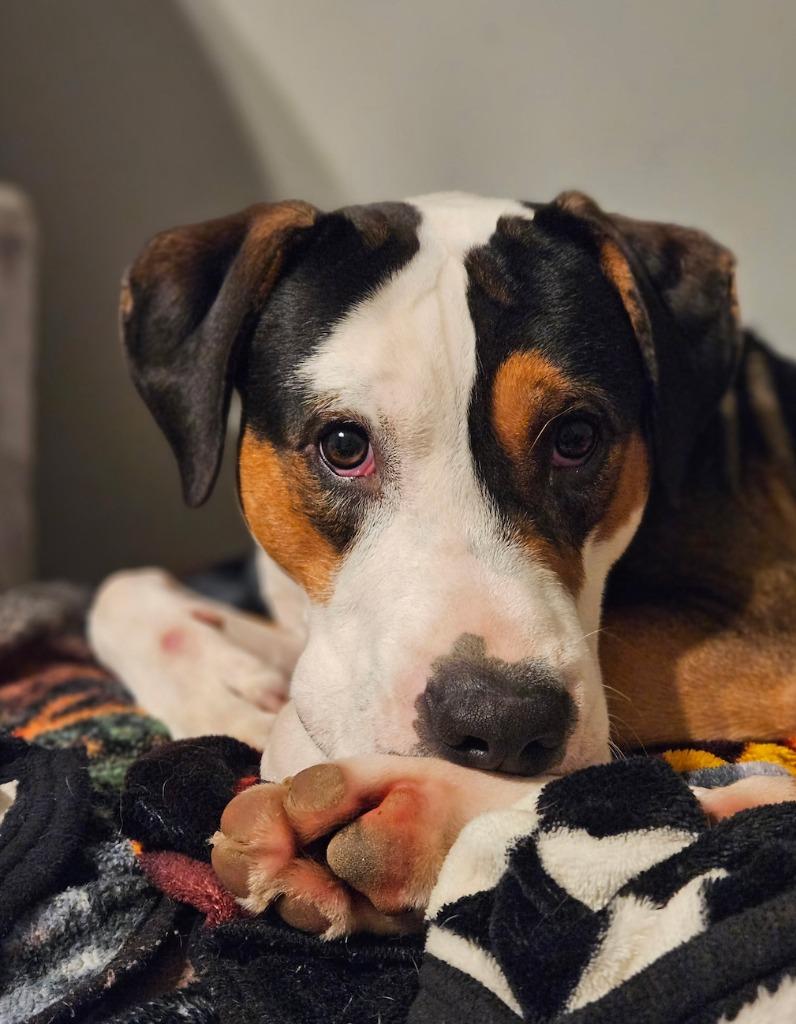 Enlarge Toad, a Adoptable mixed breed in Fayetteville, AR image 2/6