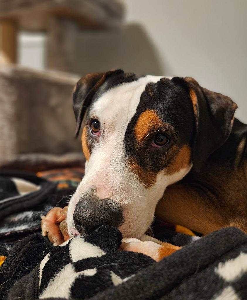 Enlarge Toad, a Adoptable mixed breed in Fayetteville, AR image 3/6