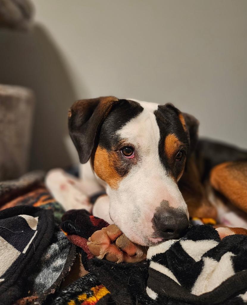 Enlarge Toad, a Adoptable mixed breed in Fayetteville, AR image 4/6
