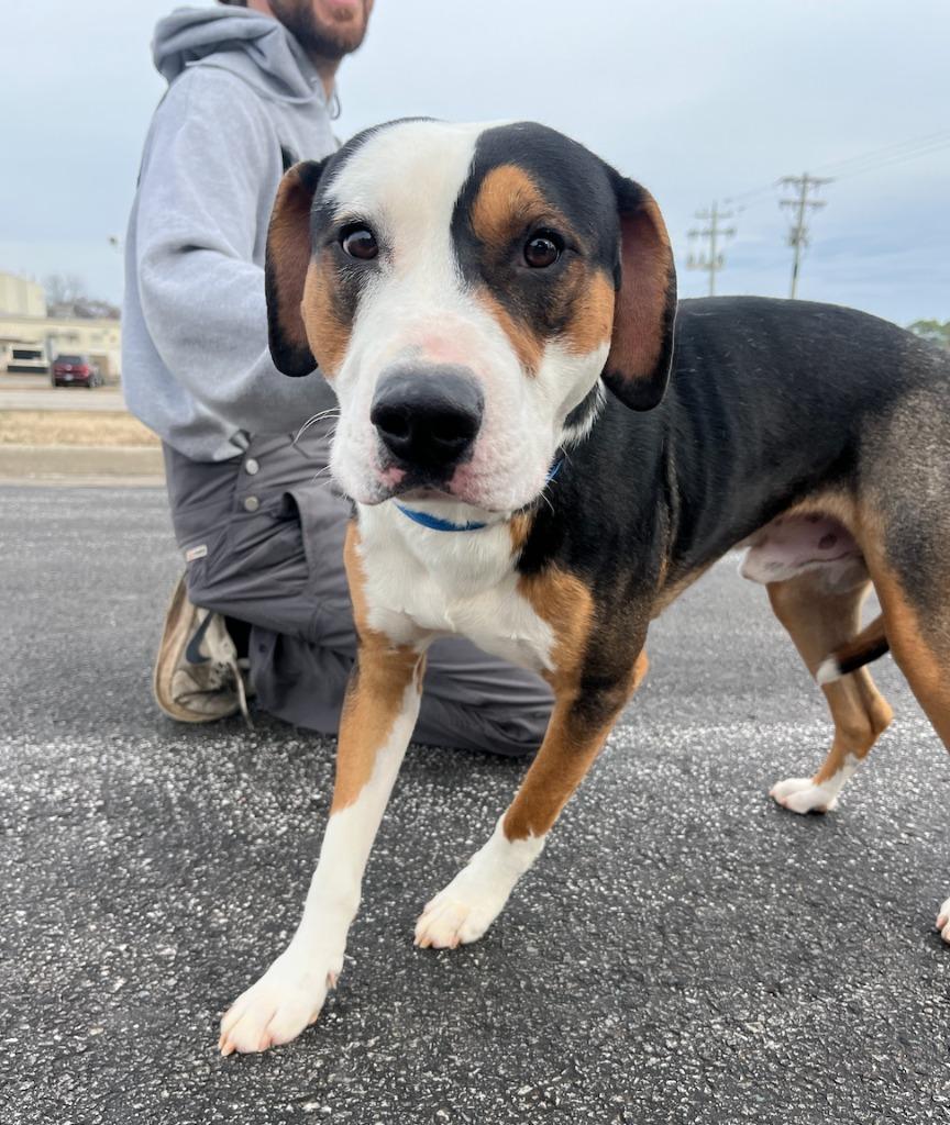 Enlarge Toad, a Adoptable mixed breed in Fayetteville, AR image 6/6
