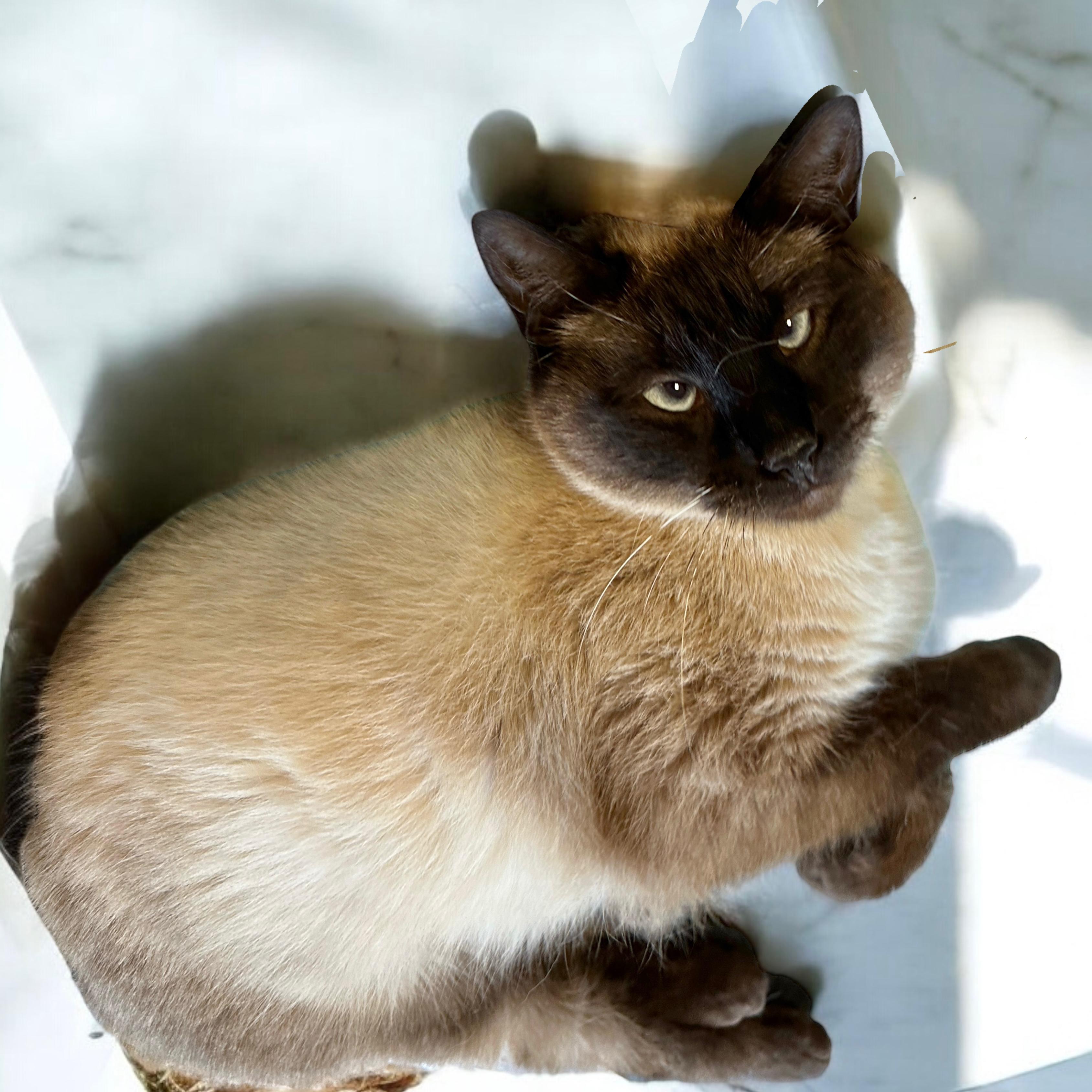 Tatum, Young Female Applehead Siamese