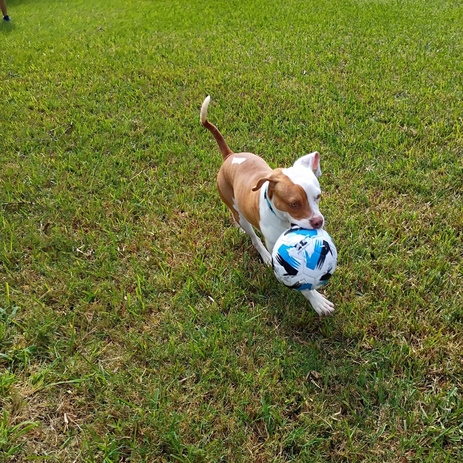 Enlarge Mitch, an adopted mixed breed in Aurora, IL image 4/5