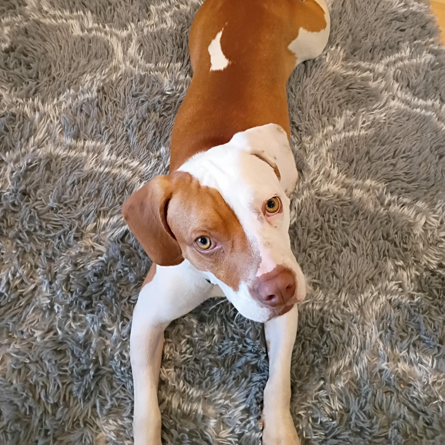 Enlarge Mitch, an adopted mixed breed in Aurora, IL image 5/5