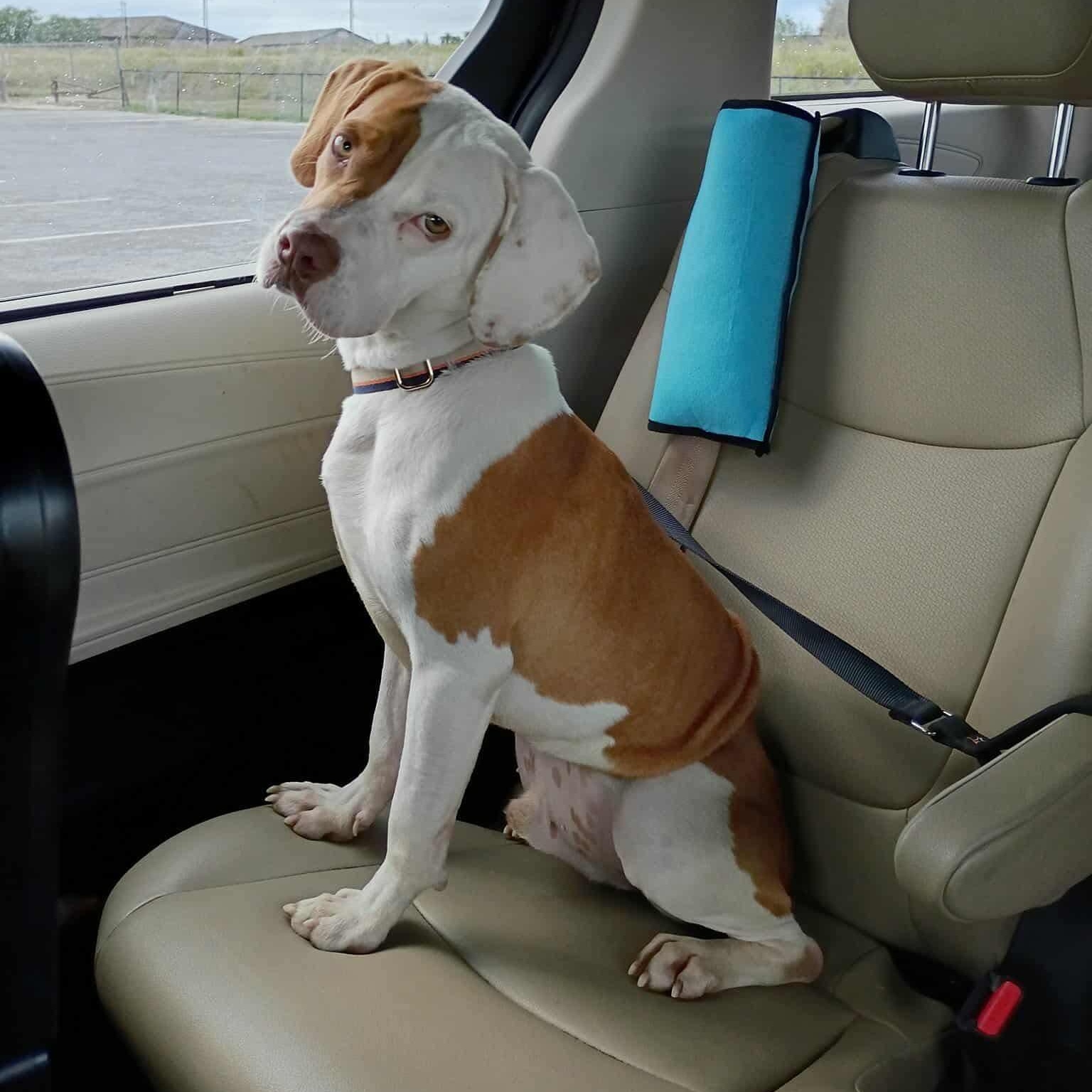 Mitch, adopted, Adult Male Beagle.