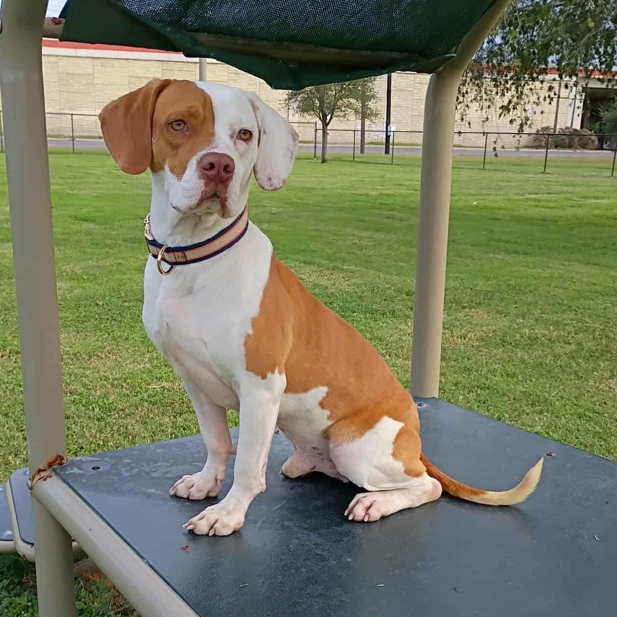 Enlarge Mitch, an adopted mixed breed in Aurora, IL image 2/5