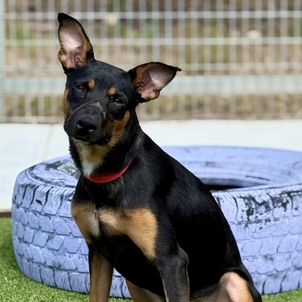 Enlarge Jolene, a Adoptable mixed breed in Geneva, IL image 1/5