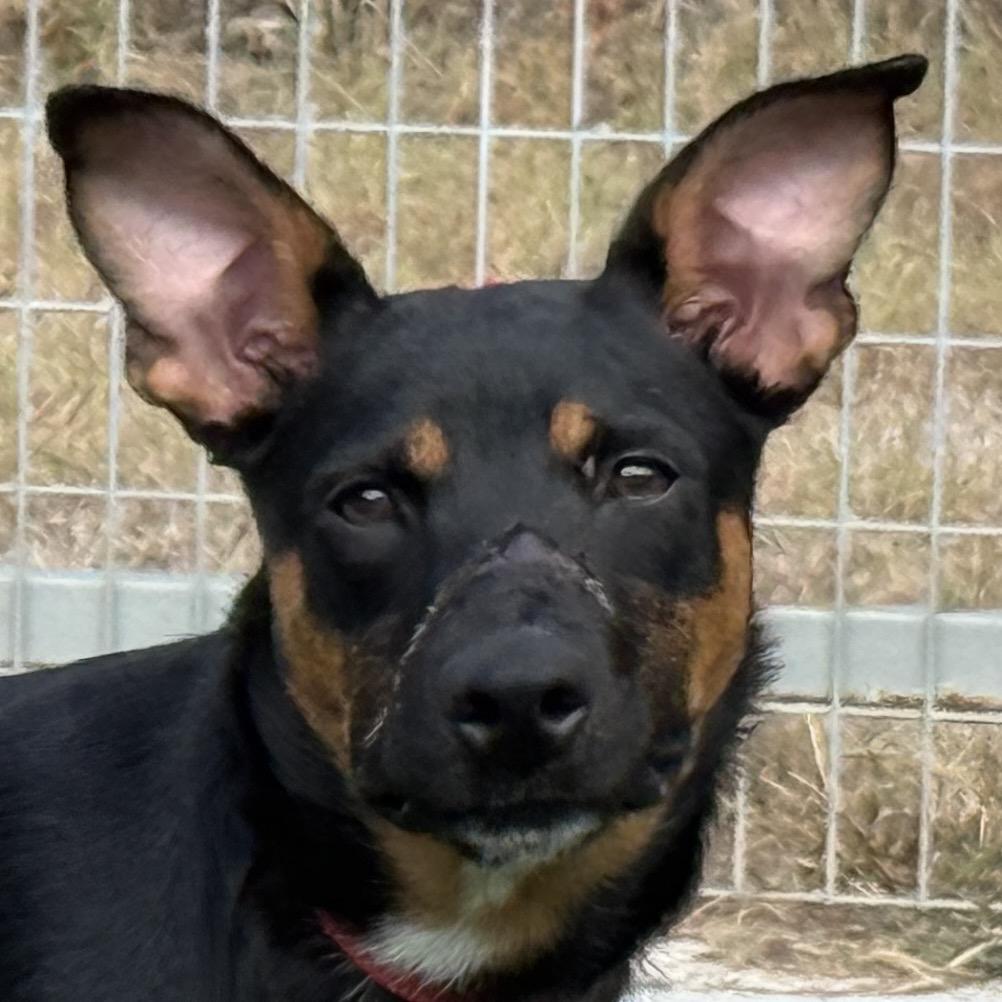 Enlarge Jolene, a Adoptable mixed breed in Geneva, IL image 3/5